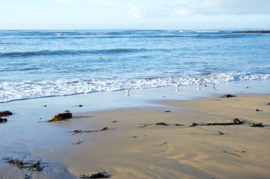 yaban Atlantik yol kuşlar sahilde