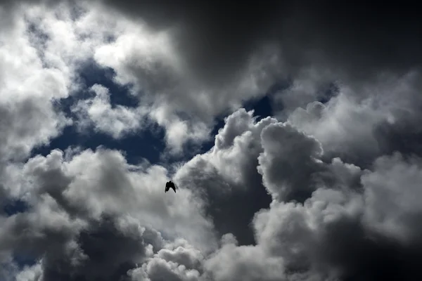 Jak latać Wrona — Zdjęcie stockowe