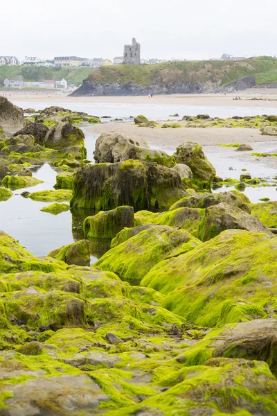 Ballybunion castillo algas cubierto rocas vista — Foto de Stock