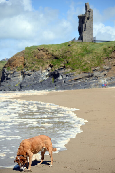 wild atlantic way castle and dog