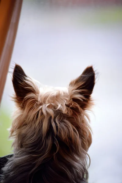 Young mini yorkie dog — Stock Photo, Image