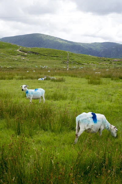 Овцы кормятся на дороге Керри — стоковое фото