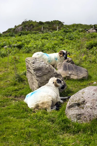 Sheep in rocks — Stock Photo, Image