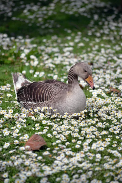 Ente unter Gänseblümchen — Stockfoto