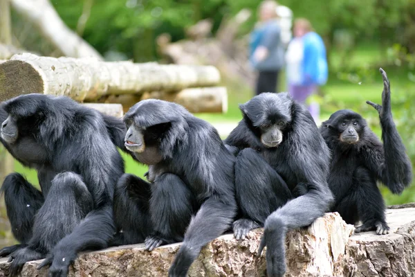 Siamang Gibbon famiglia rilassante nel parco faunistico fota Immagine Stock