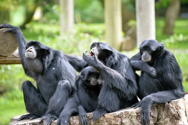 Siamang Gibbon famiglia rilassante sul tronco d'albero Foto Stock