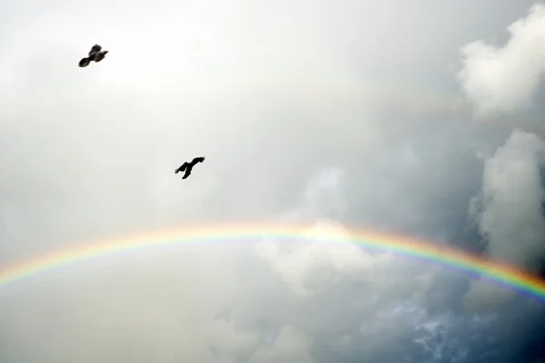 Wrony lecące w burzy wiatr Obraz Stockowy