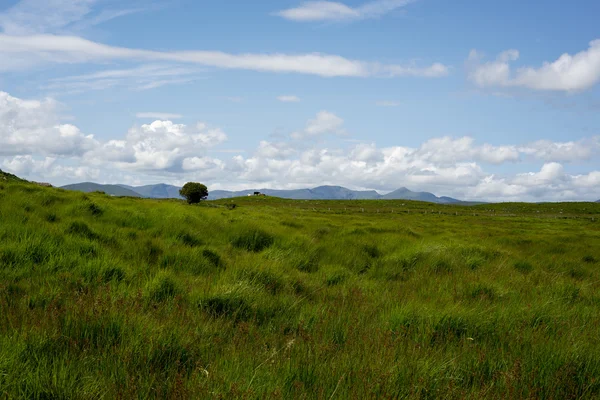 Βοοειδή και καταπράσινο τοπίο — Φωτογραφία Αρχείου