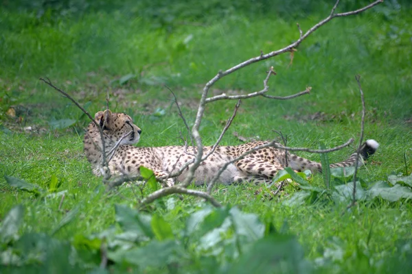 Cheetah relaxing — Stock Photo, Image
