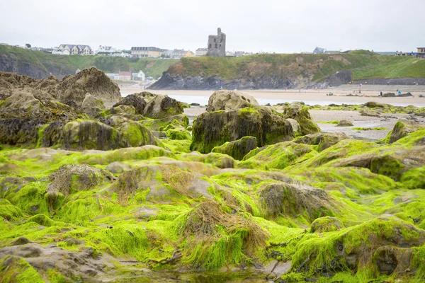 Ballybunion château algues rochers couverts Photos De Stock Libres De Droits