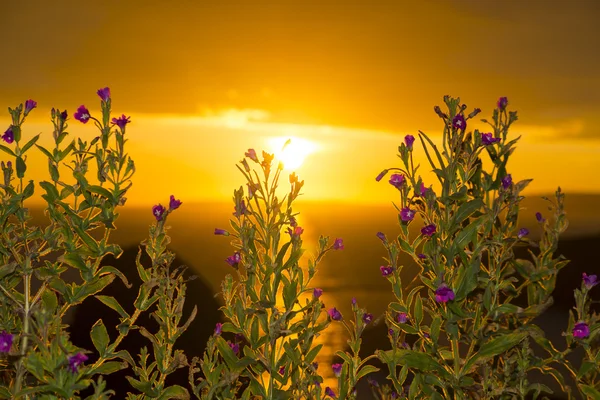 Flores silvestres por do sol — Fotografia de Stock