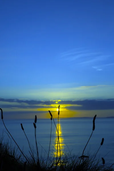 Wild hoog gras schemering zonsondergang — Stockfoto