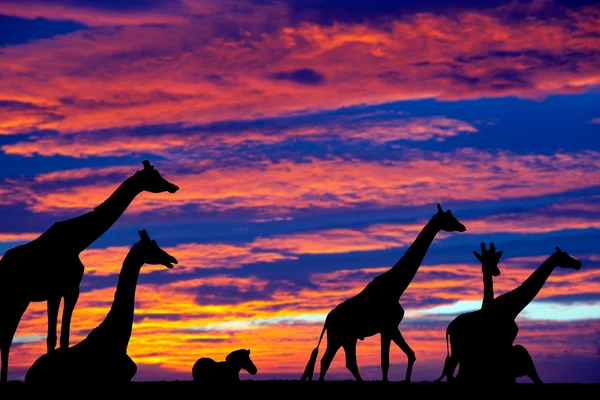 Cebra y jirafas descansando en la puesta del sol — Foto de Stock