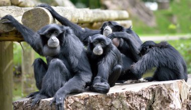 Siamang Gibbon aile rahatlatıcı