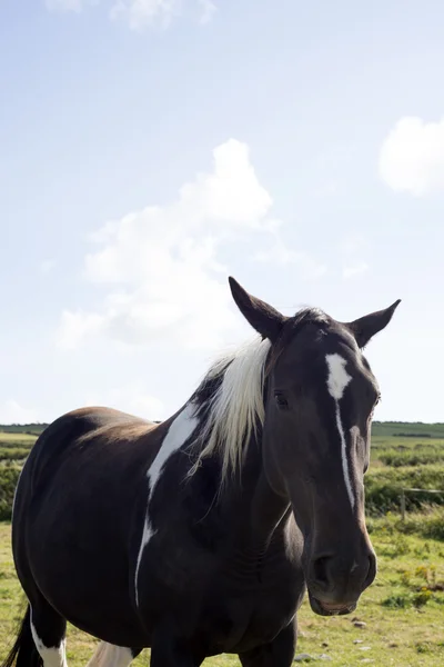 Cheval seul dans un champ avec un ciel bleu — Photo