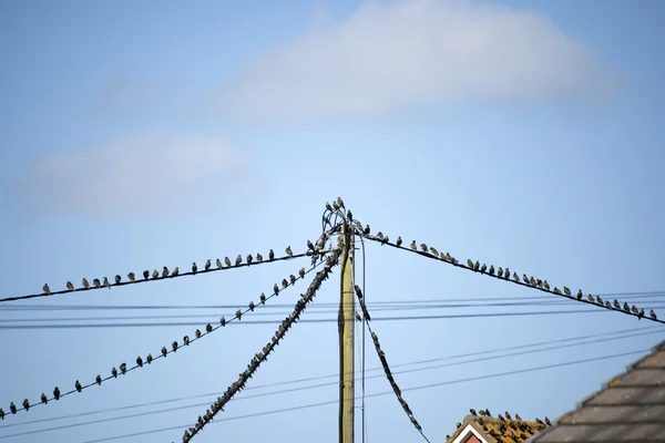 Bando de aves estornadas nos arames e telhados — Fotografia de Stock