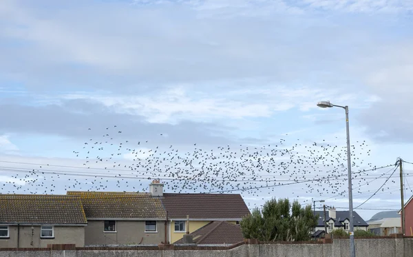 Flock of starlings above the roofs — Stock Photo, Image