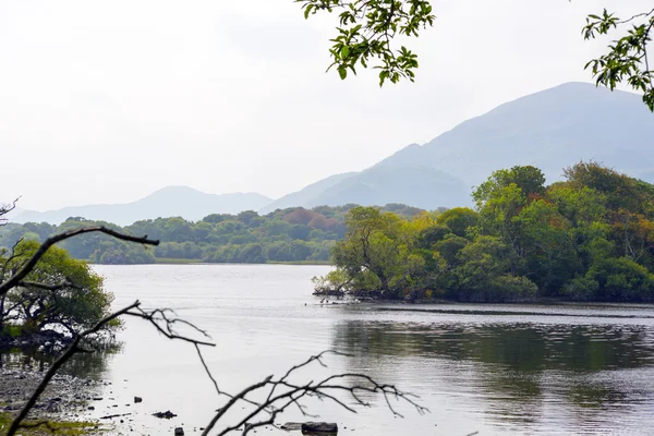 Ramas en los lagos en killarney —  Fotos de Stock