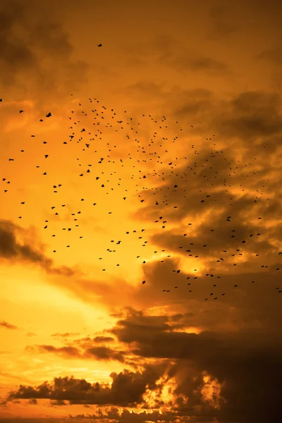 Bandos de estorninhos voando em um belo céu amarelo por do sol — Fotografia de Stock