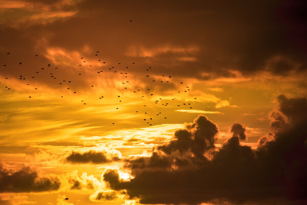 flocks of starlings flying into a sunset