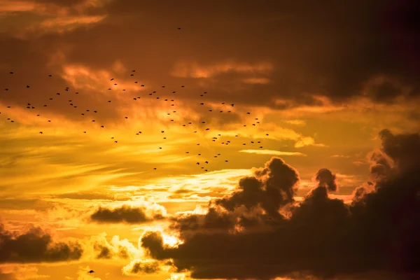 Troupeaux d'étourneaux volant dans un coucher de soleil Image En Vente