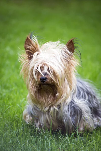 Mini yorkshire terrier pup playing — Stockfoto