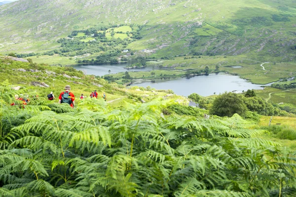 Wild ferns with hikers — Stock Photo, Image
