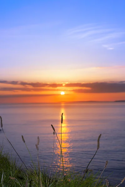 Herbe haute sauvage sur la voie atlantique sauvage coucher de soleil — Photo