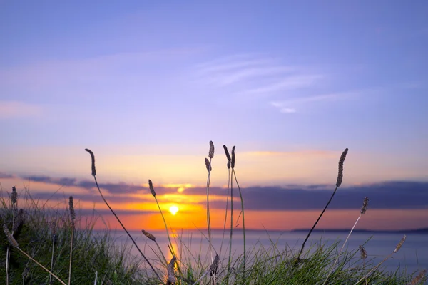 Sonnenuntergang im hohen Gras auf dem wilden atlantischen Weg — Stockfoto