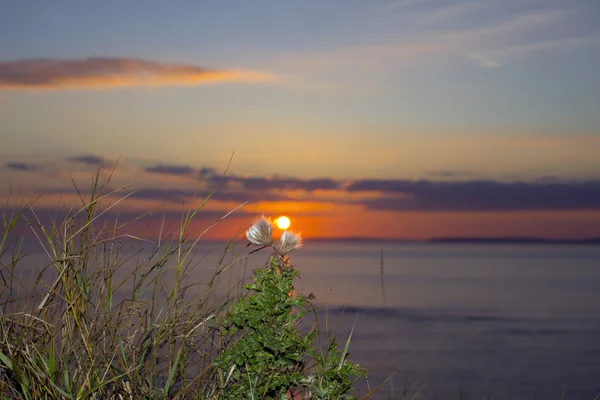 Yellow sunset tall thistles — Stock Photo, Image