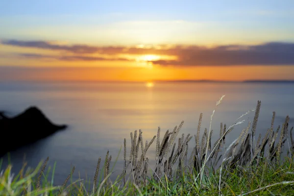 Закат над петлей головы с дикой высокой травой — стоковое фото