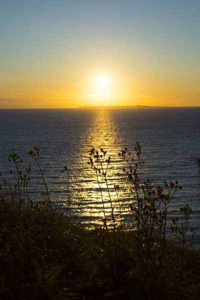 Por do sol sobre a grama alta selvagem — Fotografia de Stock