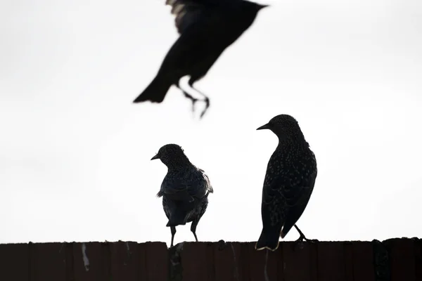 Starar på en vägg — Stockfoto