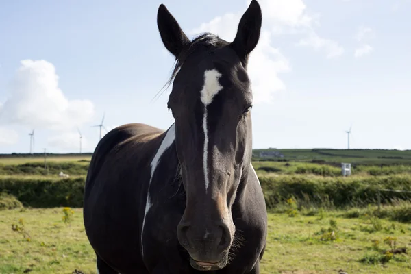 Лошадь в поле рядом с ветряными мельницами — стоковое фото