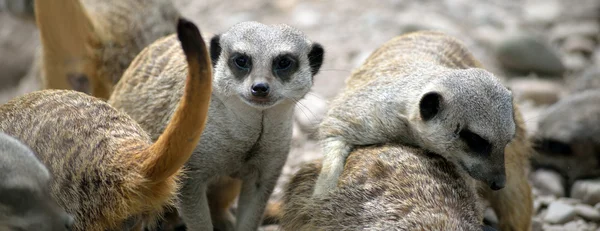 Meerkat familie in fota wildlife park — Stockfoto