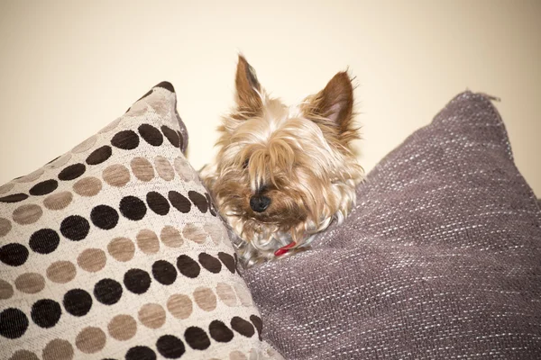 Mini yorkie dog  between the cushions — Stock Photo, Image