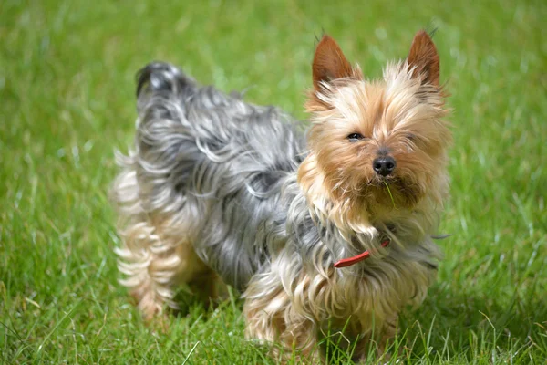 Mini yorkie dog on the grass — Stock Photo, Image