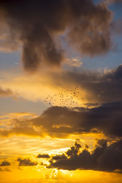 Heldere oranje zonsondergang hemel met spreeuwen — Stockfoto