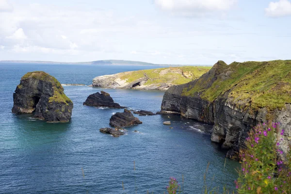 Beautiful views over the virgin rocks with wild flowers — Stock Photo, Image