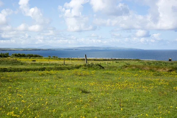 Cliff walk and field of buttercups — Stock Photo, Image