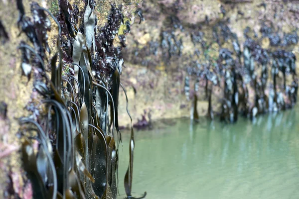 Falaise face algues sur la voie atlantique sauvage — Photo