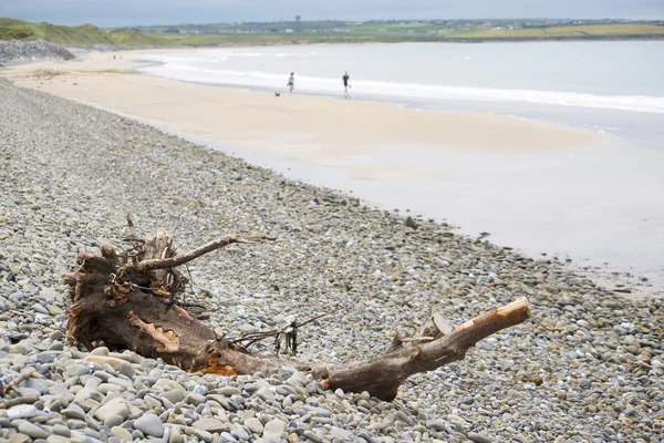 鹅卵石滩上的浮木 — 图库照片