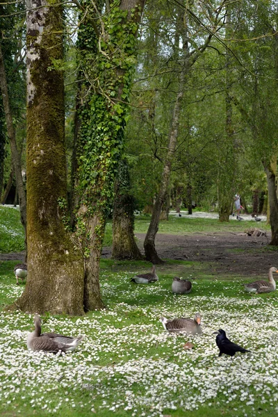 Canards parmi les marguerites dans le parc animalier fota — Photo