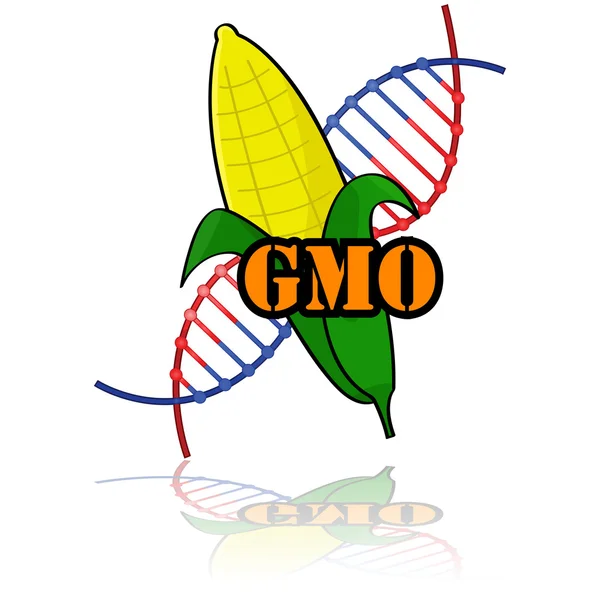 Genetically modified corn — Stock Vector