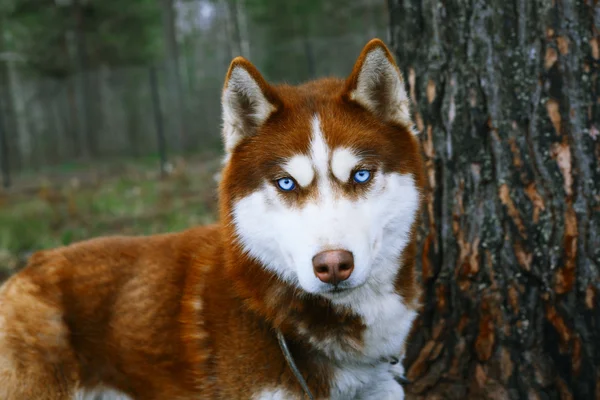 Mavi gözlü köpek. — Stok fotoğraf