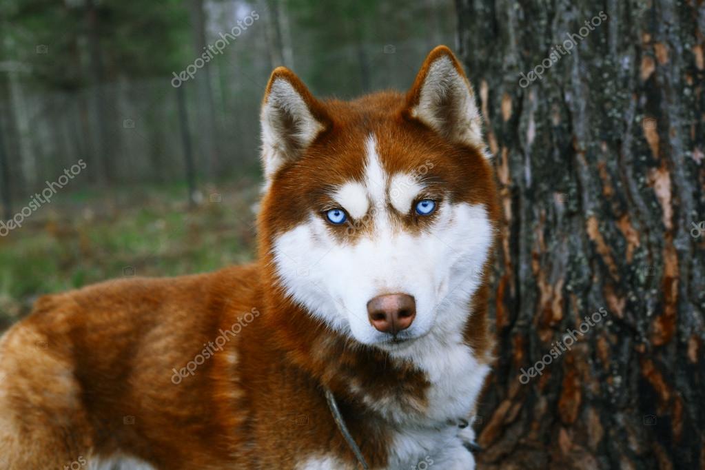 Dog with blue eyes — Stock Photo © PhotoWorld #106519224