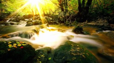 Ormandaki dağ deresi