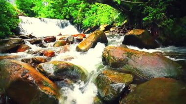 Ormandaki dağ deresi