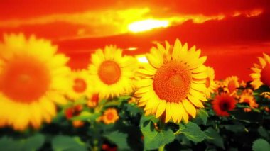 Yaz manzarası - arka plandaki ayçiçeği tarlası bulutlu bir gökyüzü