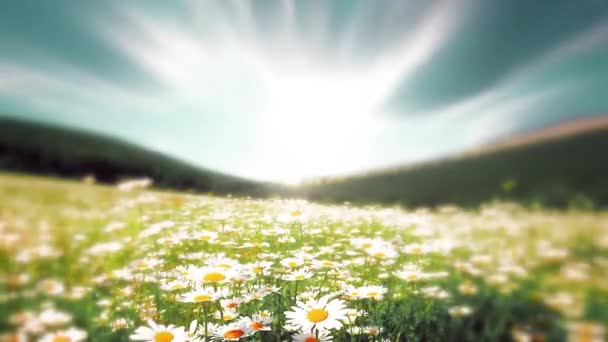 Letni Krajobraz Dolina Kwiatami Rumianku — Wideo stockowe